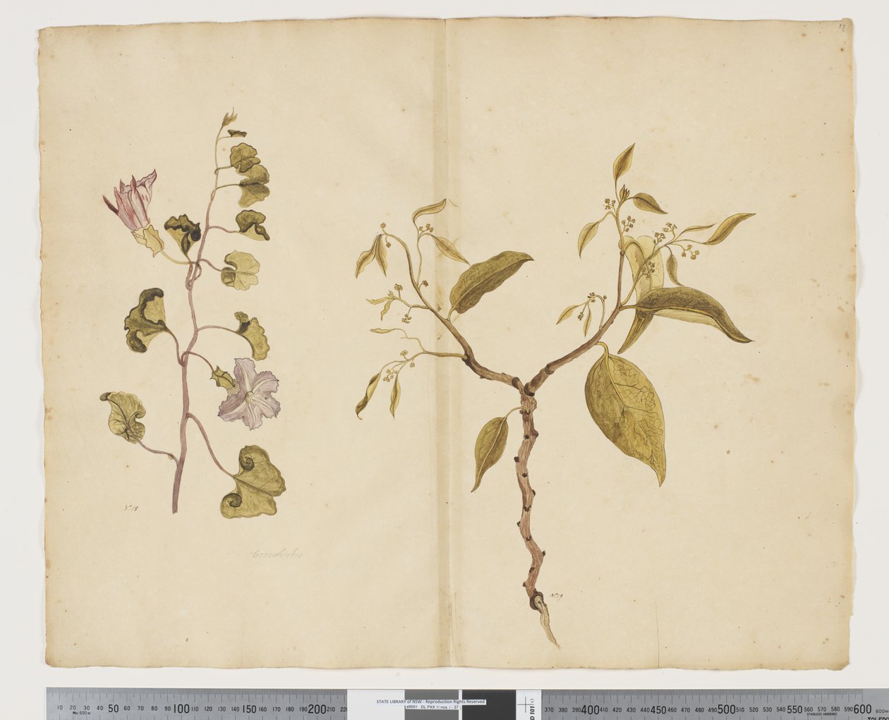 F.13 Ipomea Pes, koza; Celtis paniculata, cca 1790-95 (akvarel a tuš na papíře) od John (attr. to) Doody