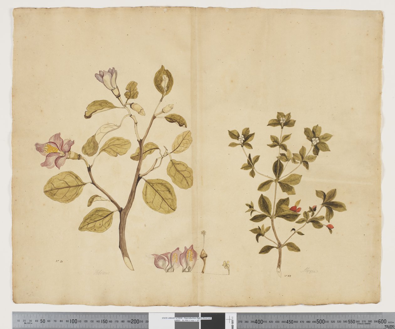 F.15 Lagunaria Patersonia; Alyxia gynopogon, cca 1790-95 (akvarel a inkoust na papíře) od John (attr. to) Doody