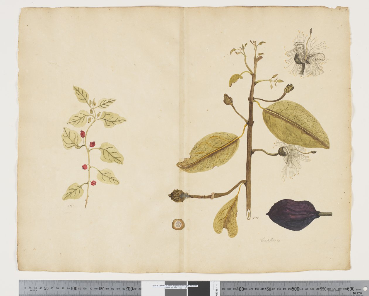 F.18 Tetragonia implexicoma; Caparis nobilis 