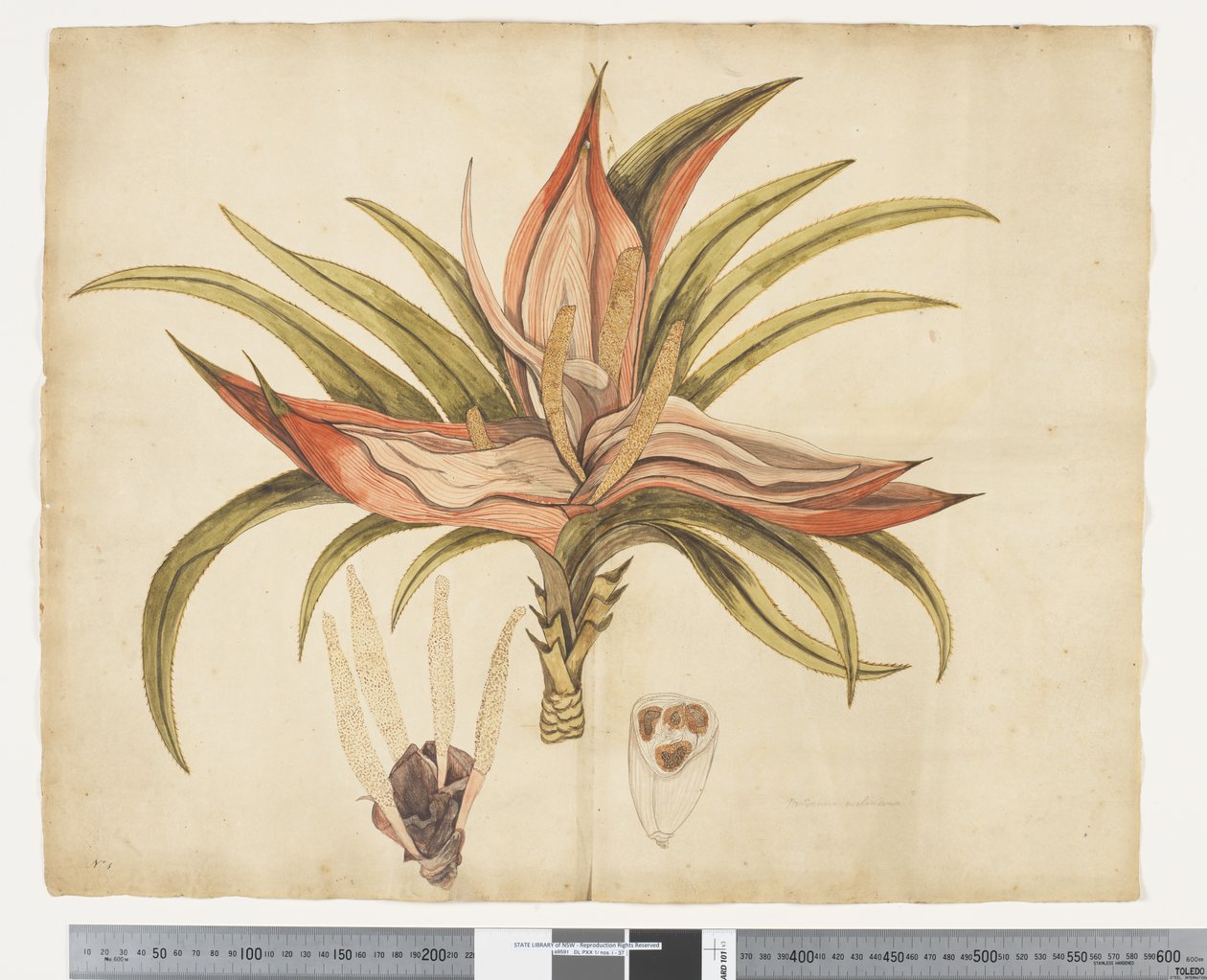 F.1 Freycinetia baueriana, kolem 1790-95 (akvarel a inkoust na papíře) od John (attr. to) Doody