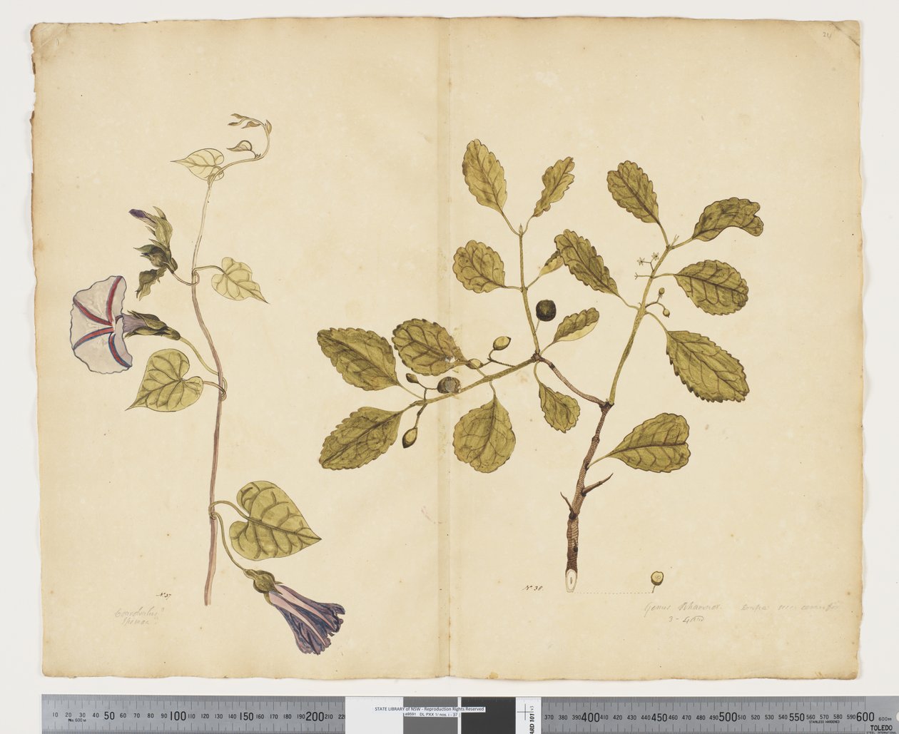 F.24 Ipomoea congesta; Elaeodendron curtipendulum, cca 1790-95 (akvarel a inkoust na papíře) od John (attr. to) Doody