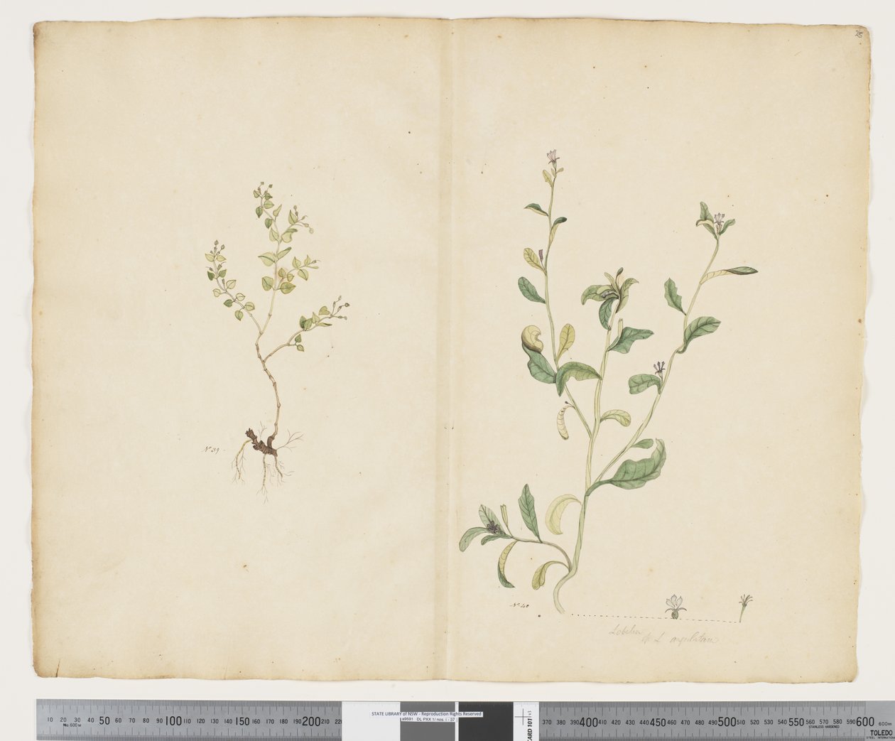 F.25 Euphorbia sparrmannii; Lobelia alata, cca 1790-95 (akvarel a inkoust na papíře) od John (attr. to) Doody