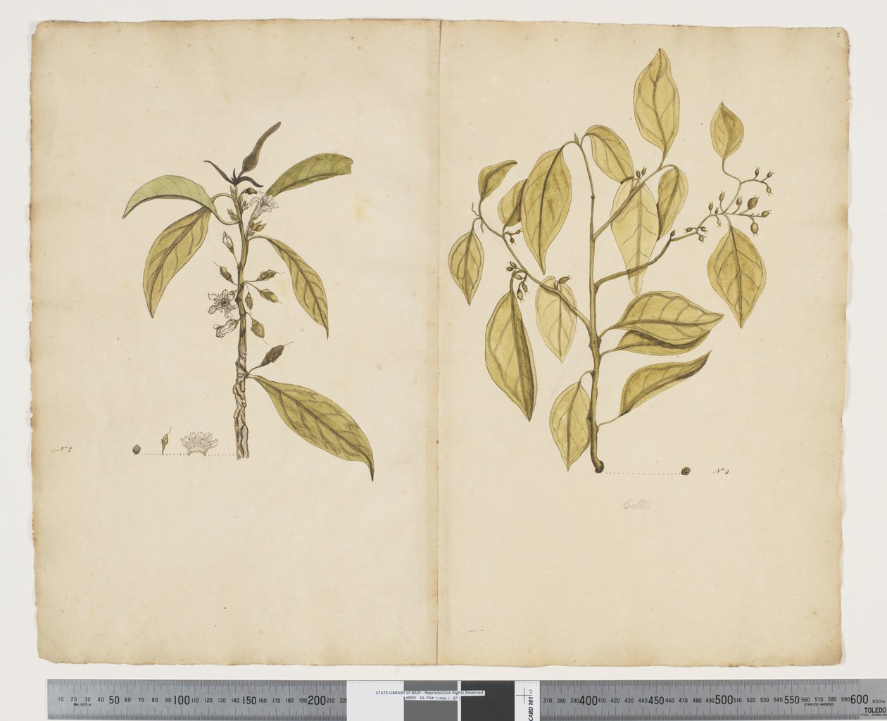F.2 Tmavá krátkozrakost; Keltský paniculate, cca 1790-95 (akvarel a inkoust na papíře) od John (attr. to) Doody