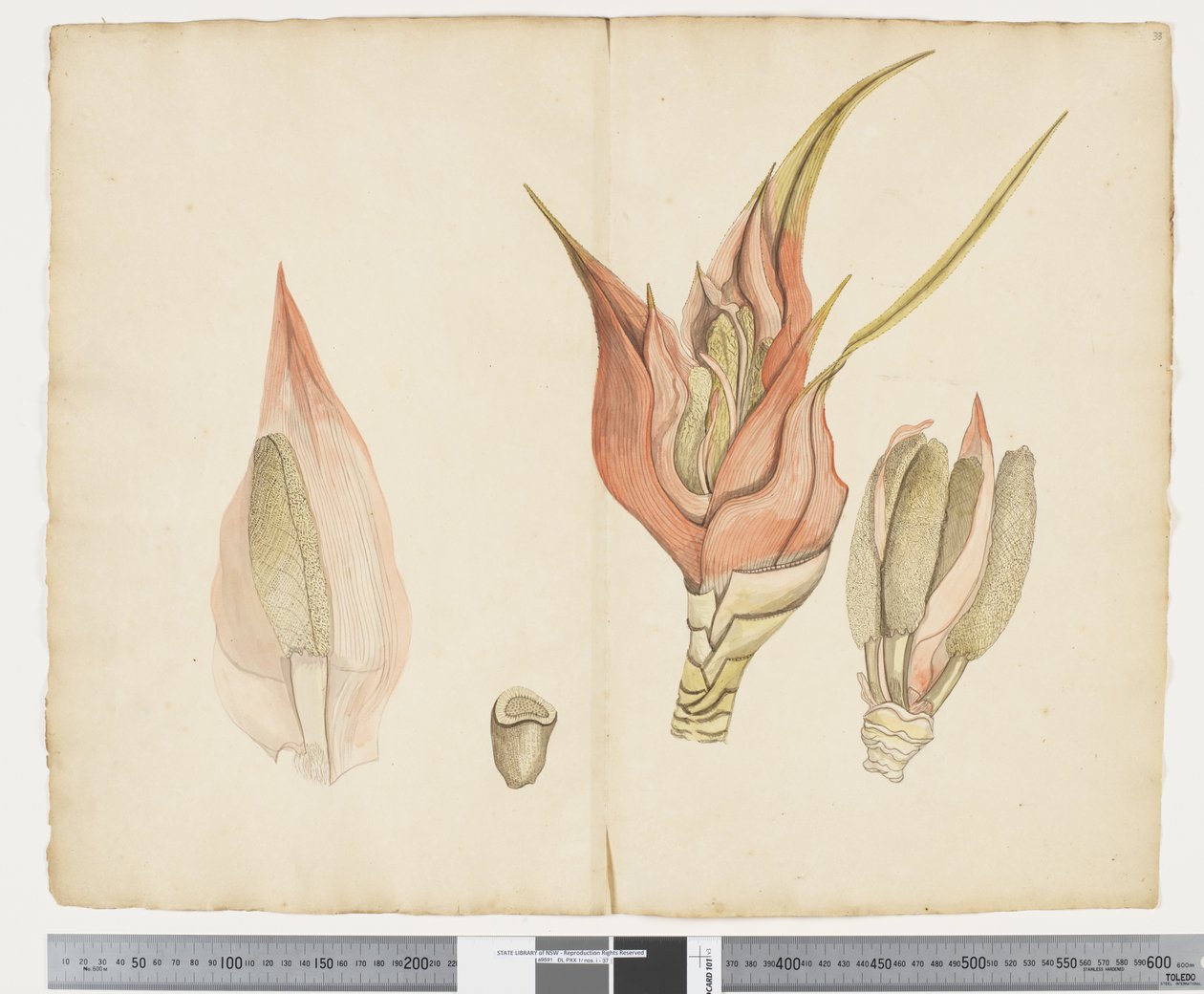 F.33 Freycinetia baueriana, kolem 1790-95 (tuš a akvarel na papíře) od John (attr. to) Doody