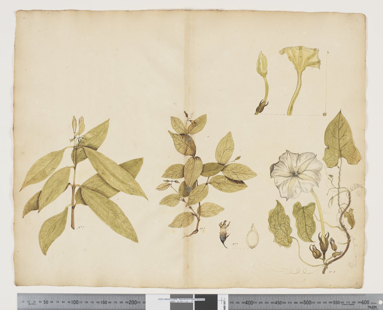 F.6 Wikstroemia Australis; Ipomea, cca 1790-95 (akvarel a inkoust na papíře) od John (attr. to) Doody