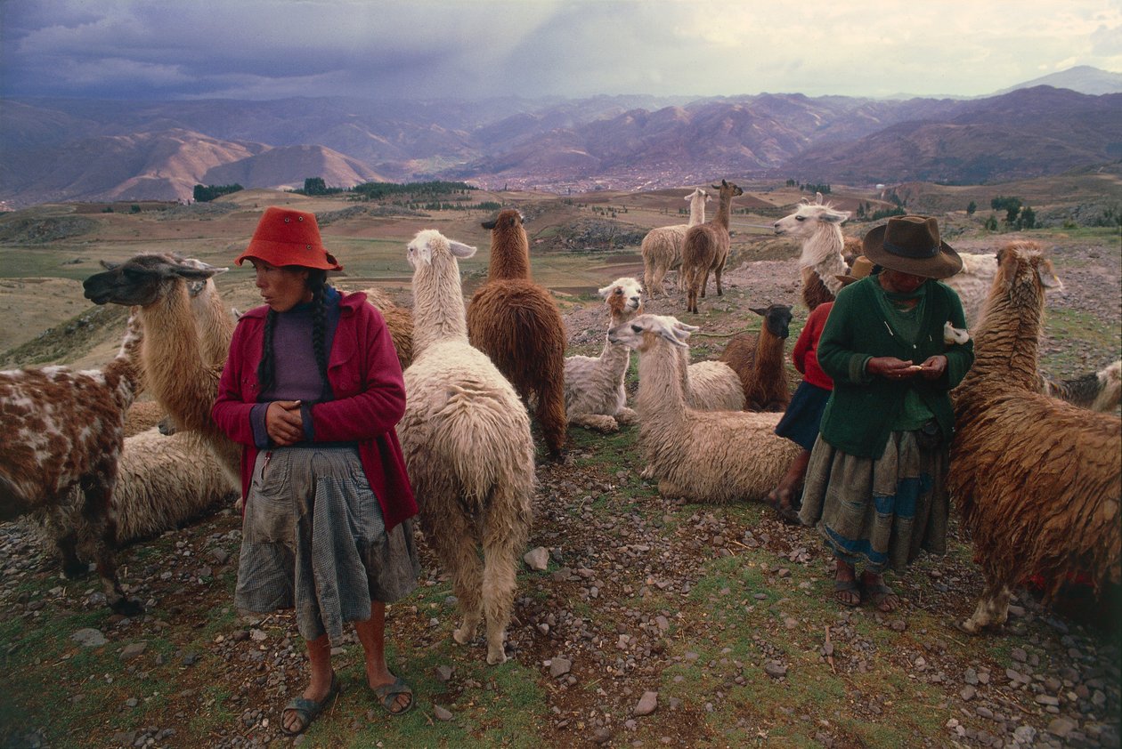 Peruánské ženy a stádo lam (foto) od Walter Charles Mills