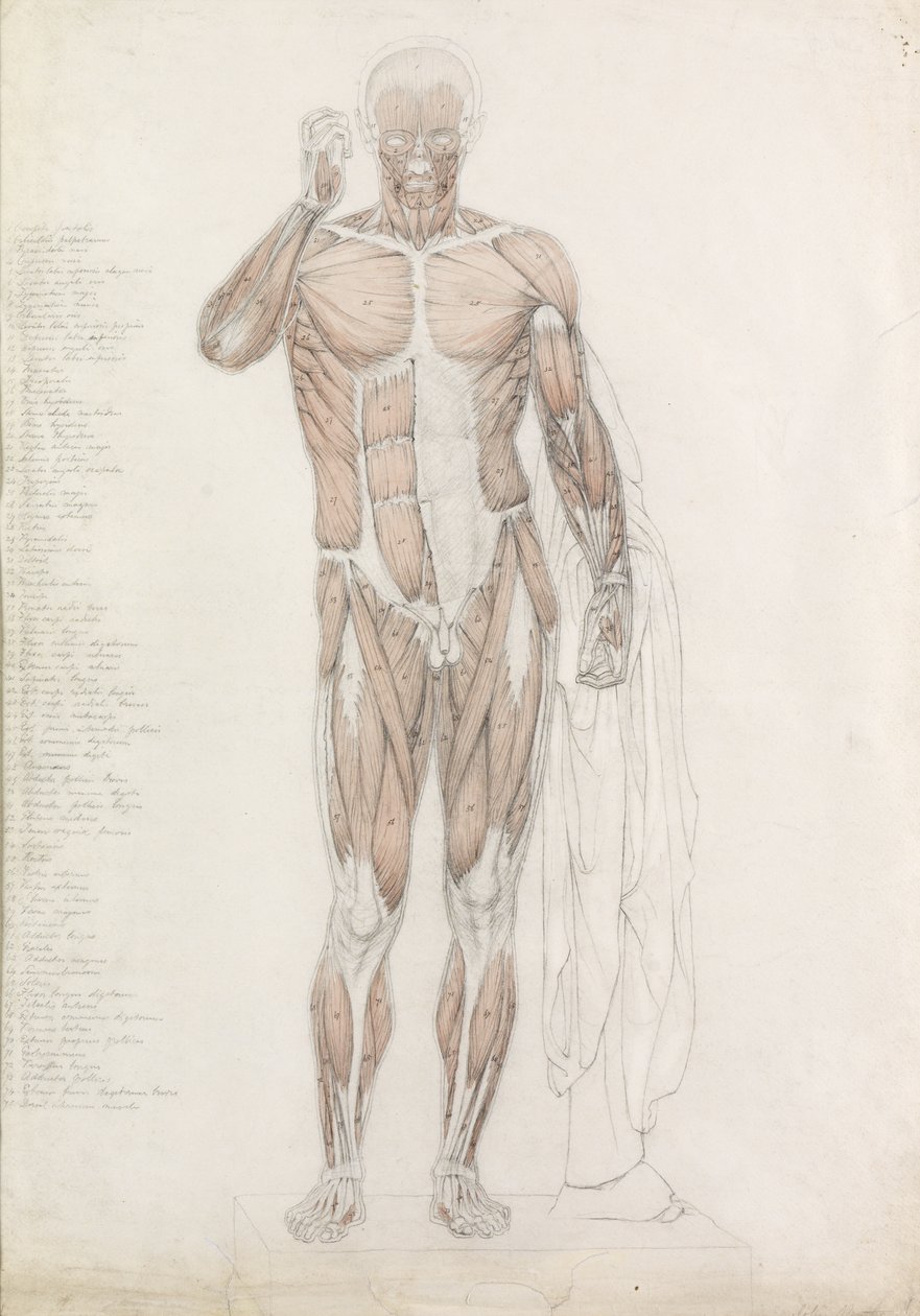 Anatomická studie: Lidské svalstvo, v Contrapposto od John Bathe