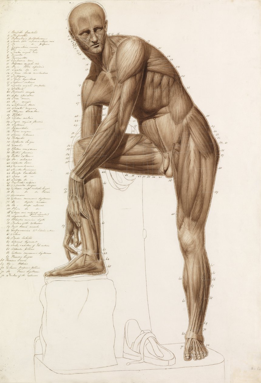 Anatomická studie: Lidské svalstvo, v pozici Praxiteles" "Hermes si upevňuje sandál" od John Bathe