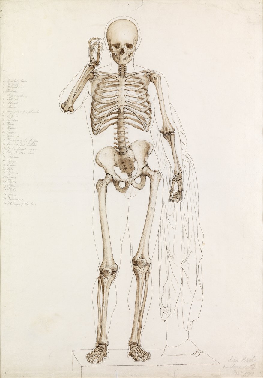 Anatomická studie: lidská kostra, v Contrapposto, 1870 od John Bathe