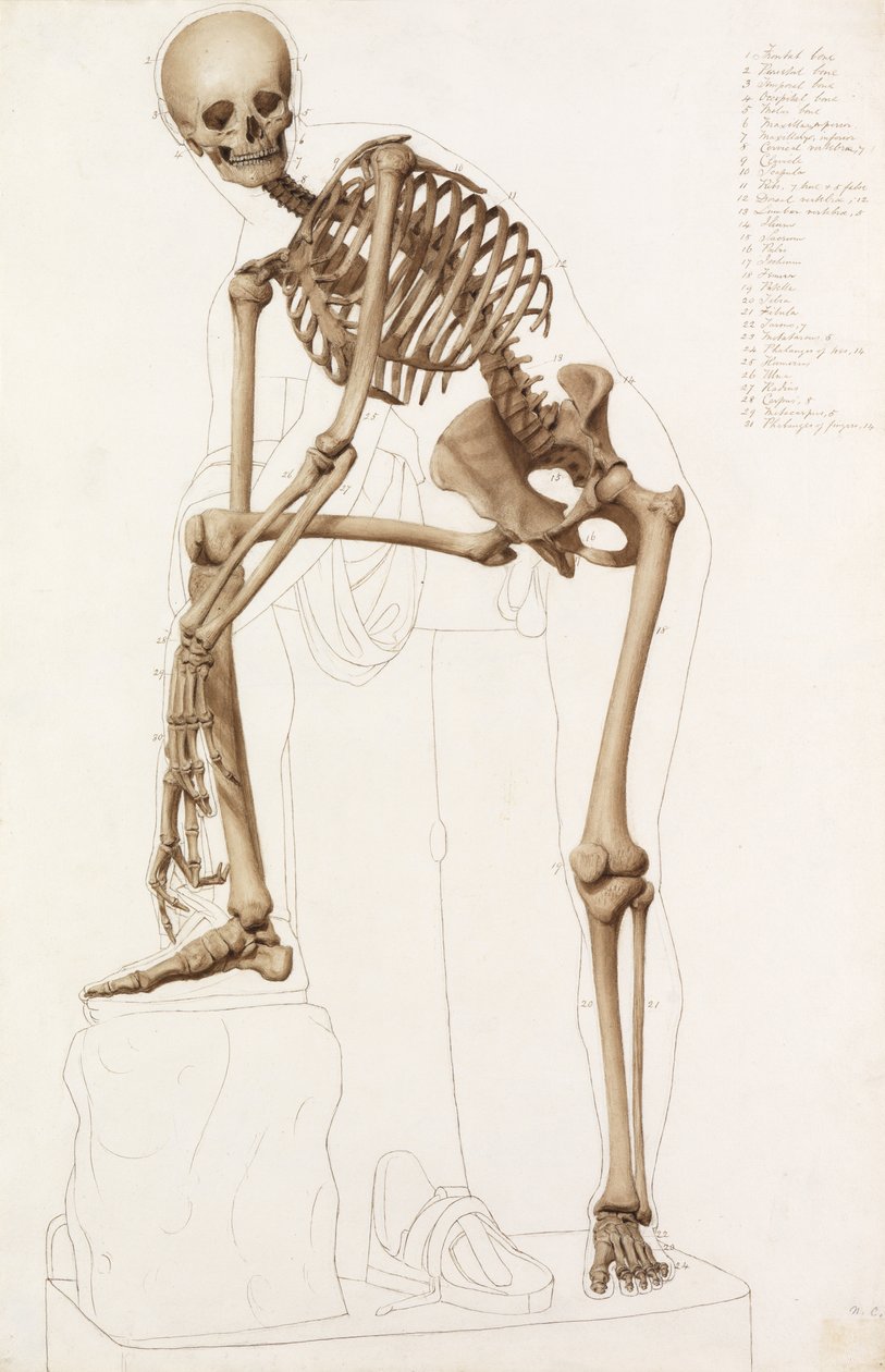 Anatomická studie: Lidská kostra v póze praxitelů“ „Hermes si upevňuje sandál“ od John Bathe