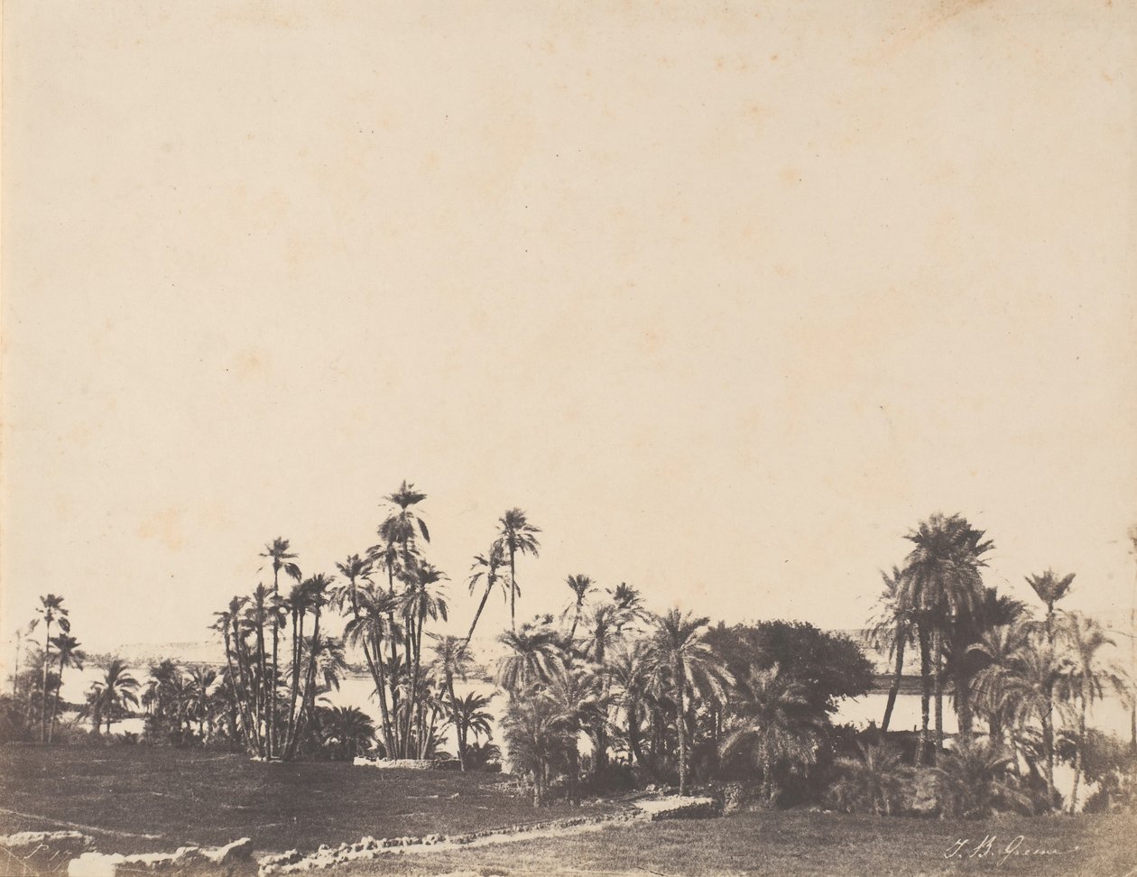Studie o palmách, břehy Nilu, Kalabschi, 1853-54. od John Beasley Greene