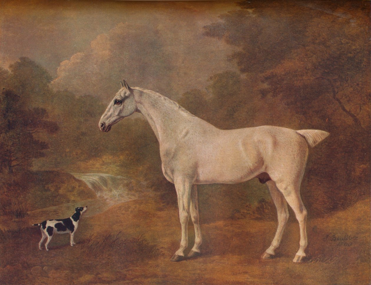 Šedý bleší a strakatý teriér, 1803. od John Boultbee