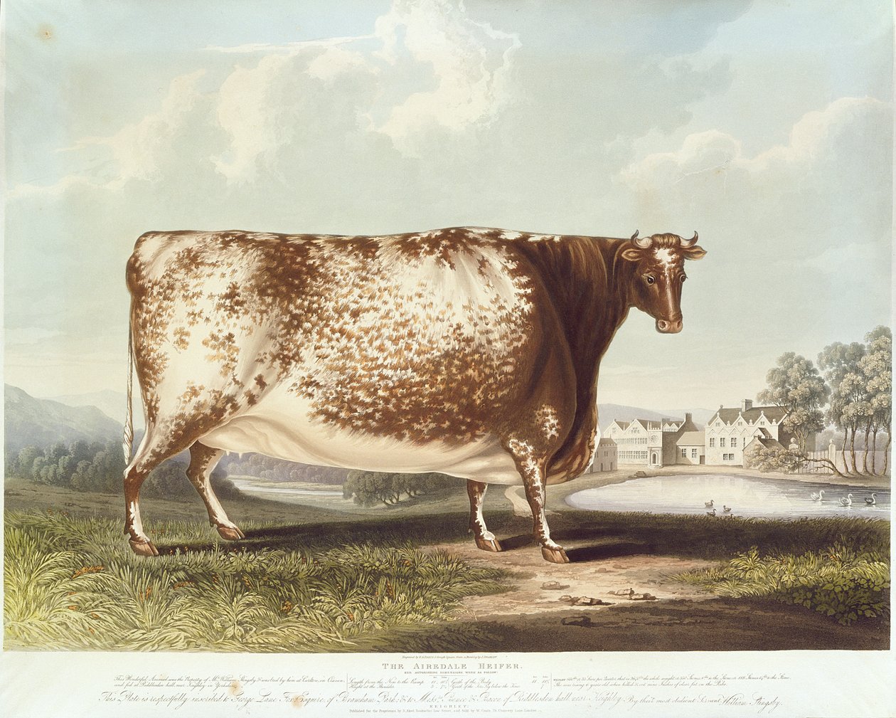 Airedale Heifer, vyryl R. Reeve, 1820 (barevná rytina) od John Bradley