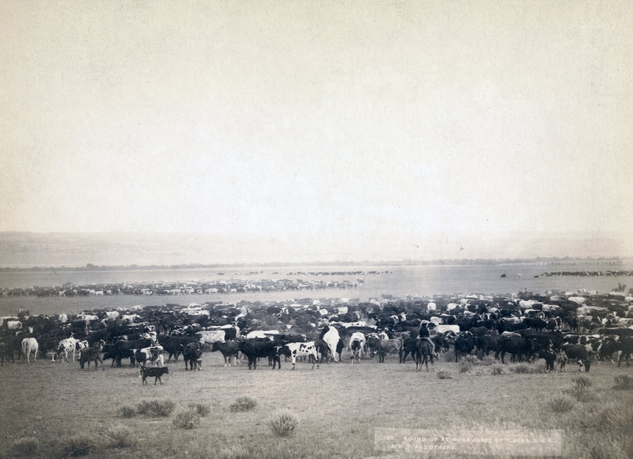 Kovbojové pasoucí dobytek, Jižní Dakota kolem roku 1890 (černobílá fotografie) od John C. H. Grabill