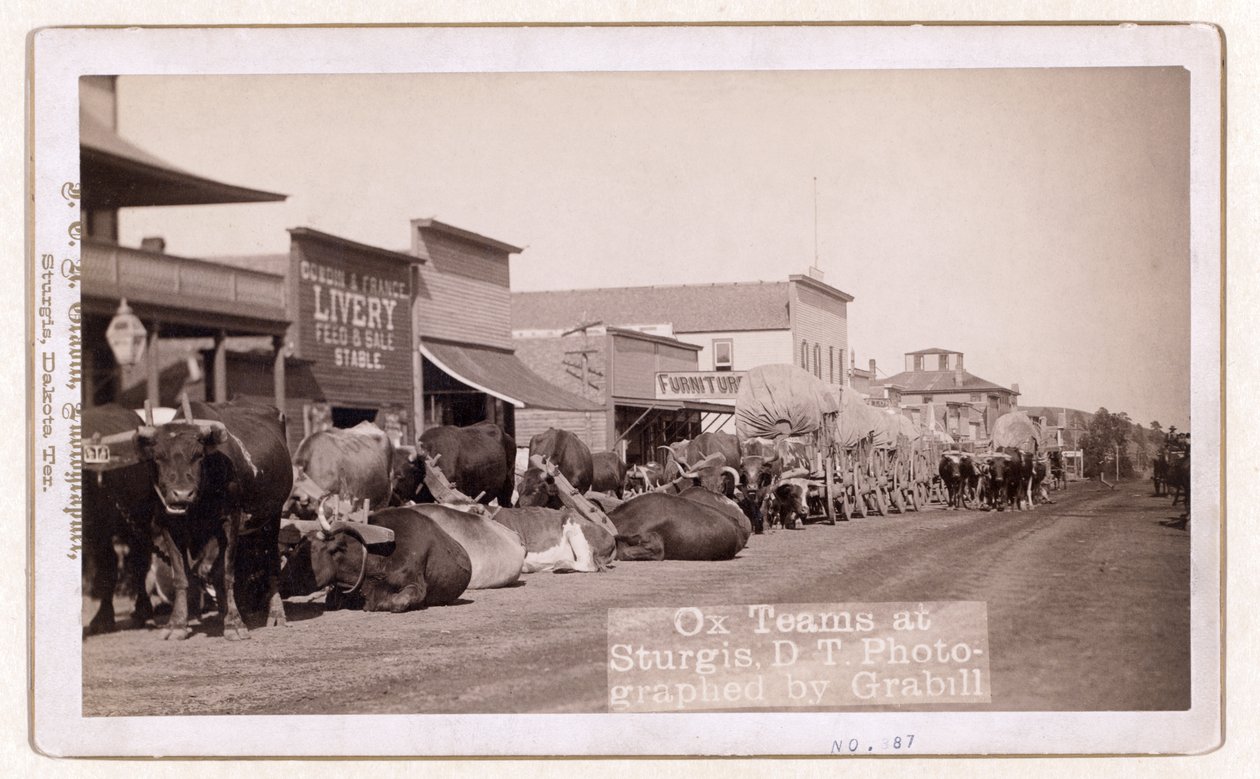 Ox teams at Sturgis, D.T., pub. 1887 - 1892 (foto) od John C. H. Grabill