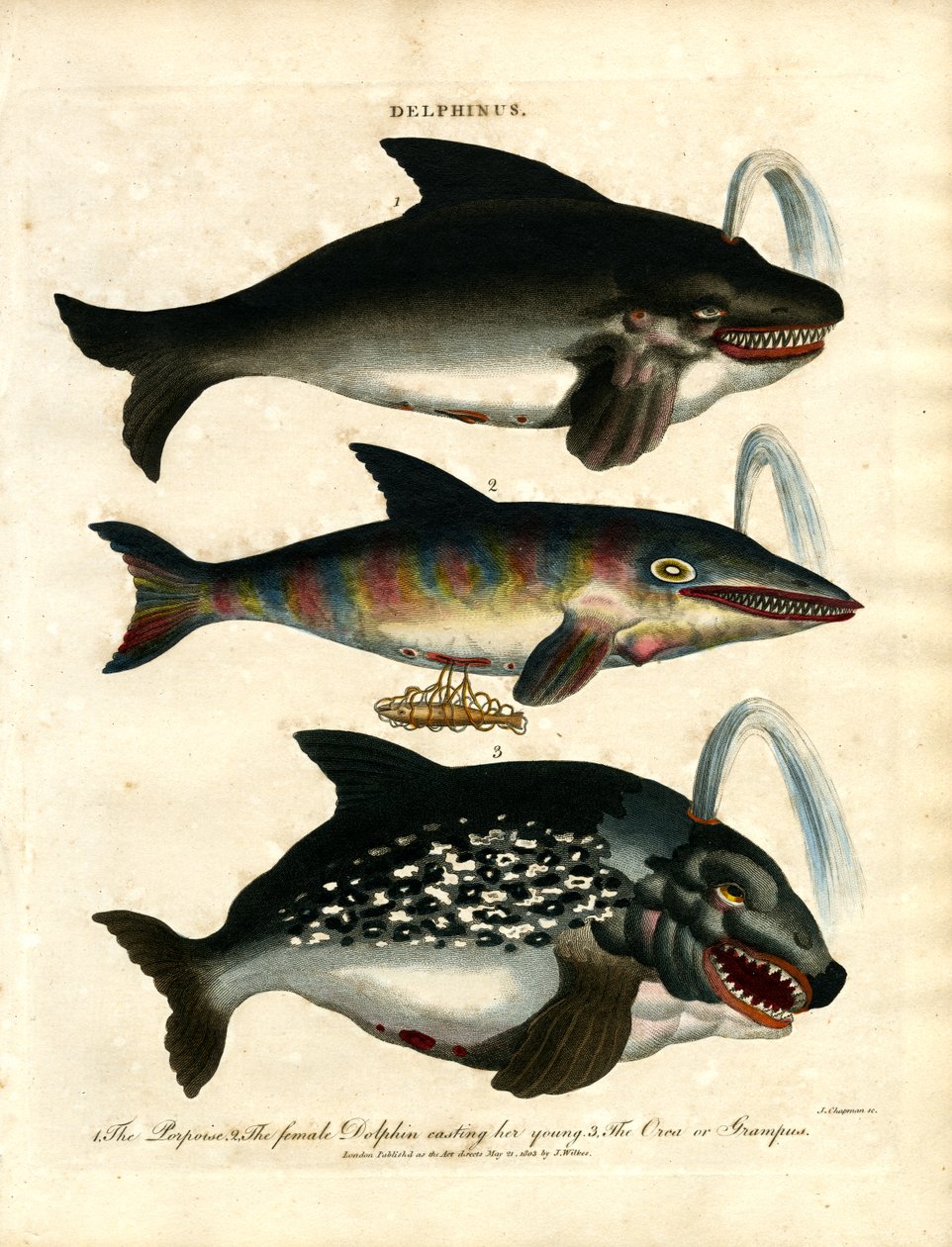 Delfíni (Delphinus) od John Chapman