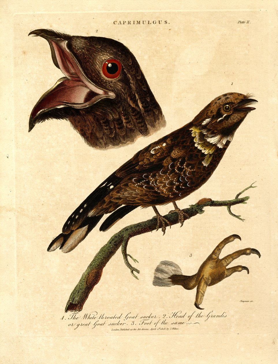 Noční pták (Caprimulgus) od John Chapman
