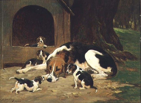 Foxhound fena se svým vrhem od John Charlton