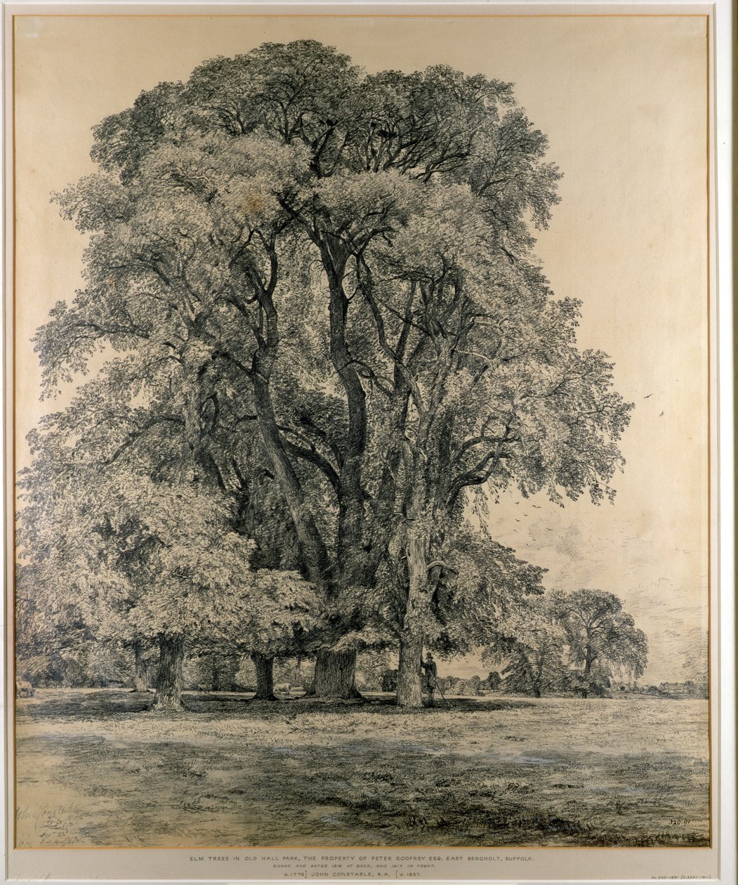 Jilmy v parku Old Hall, East Bergholt, 1817 (tužka) od John Constable