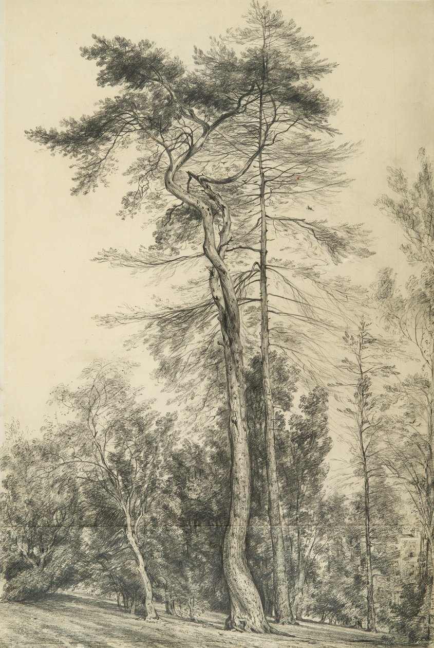Jedle, kolem roku 1833 od John Constable