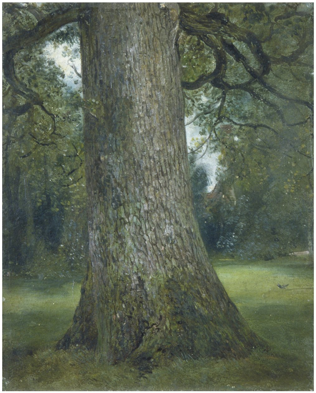 Studie kmene jilmu, c. 1824 od John Constable