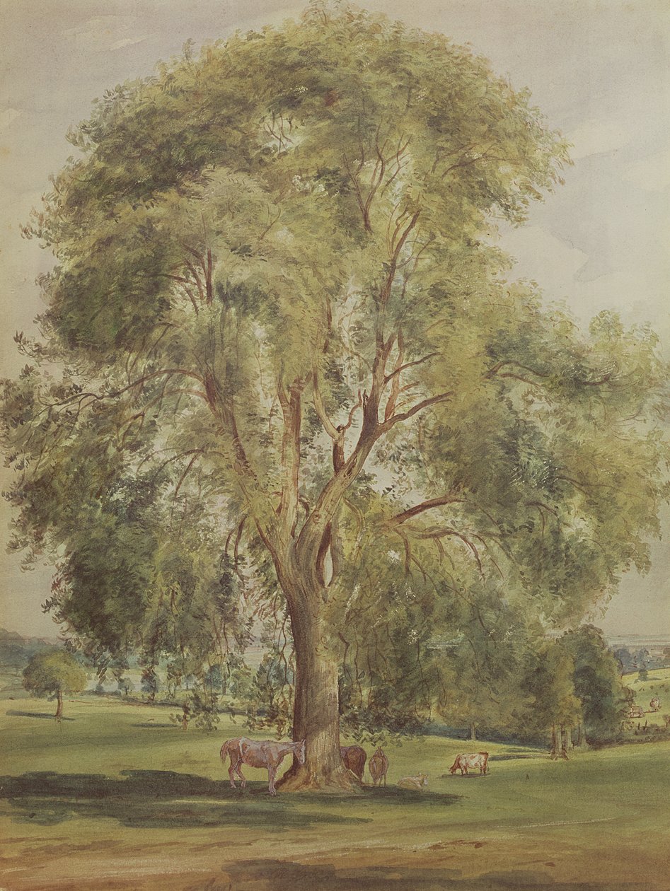 Strom (wc) od John Constable