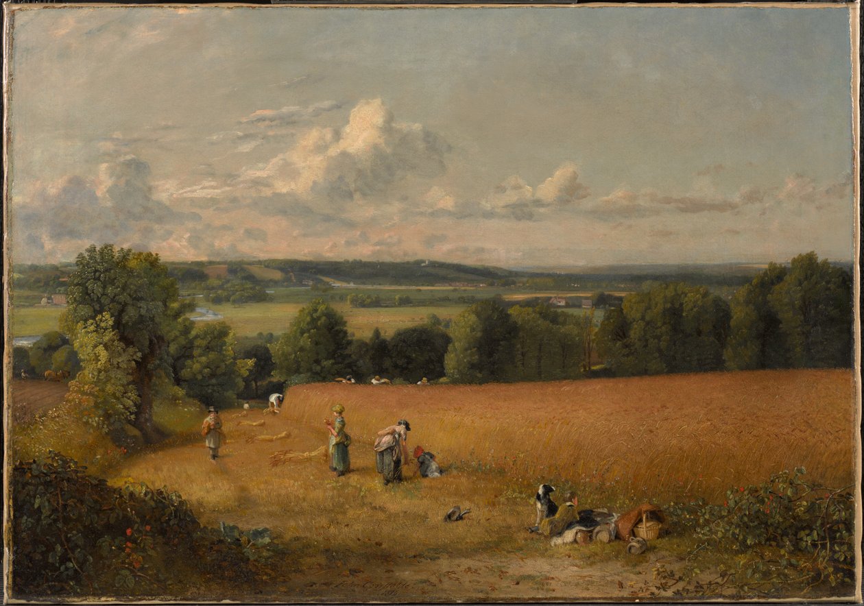 Pšeničné pole od John Constable