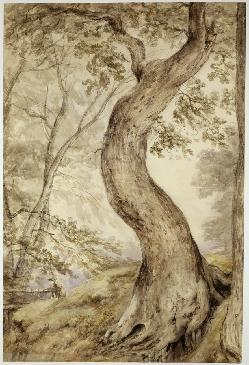 Strom v Helminghamu, cca 1800 (akvarel na papíře) od John Constable