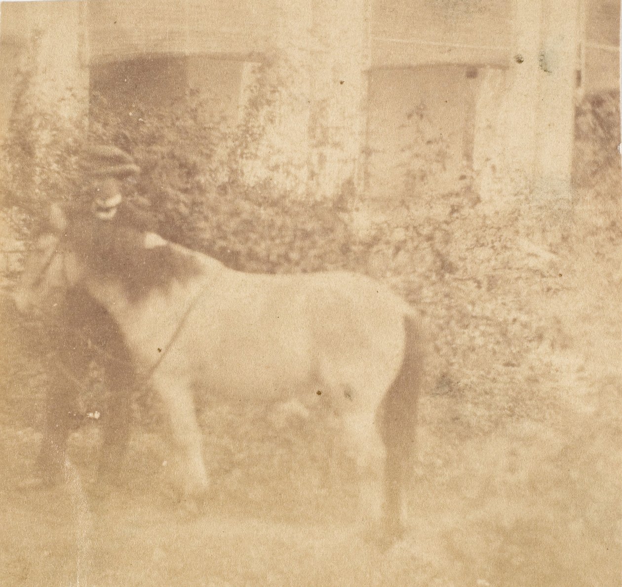 [Man and Horse, Government House, Allahabad], 1858. od John Constantine Stanley
