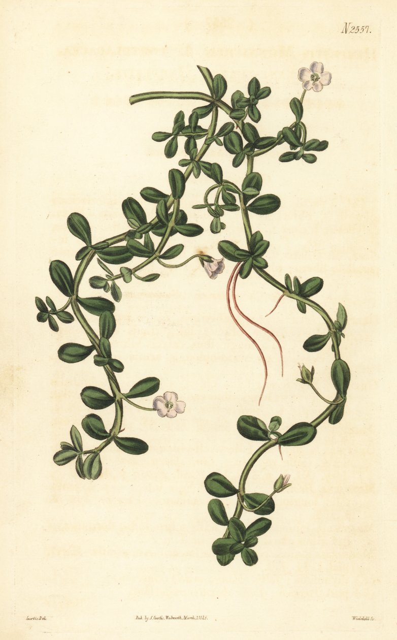Brahmi neboli vodní yzop, Bacopa monnieri od John Curtis