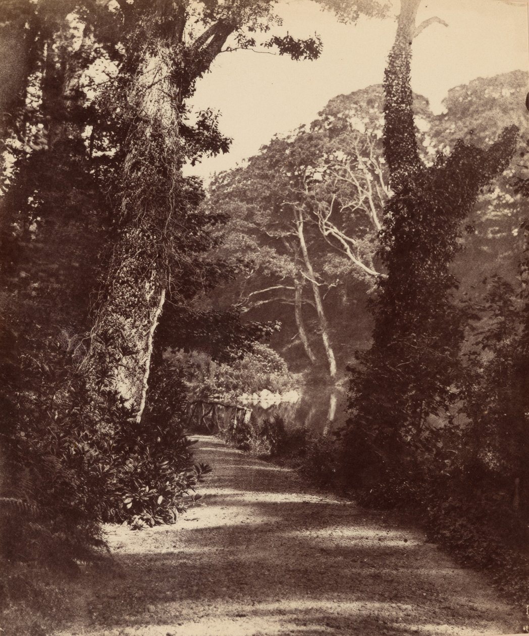 Horní jezero, les Penllergare Valley,c. 1852 (foto) od John Dillwyn Llewelyn