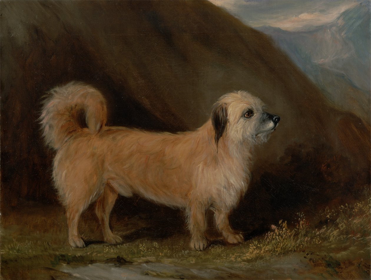 Dandie Dinmont teriér od John E. Ferneley