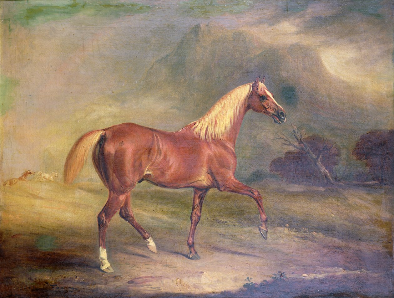 Kaštanový arabský hřebec od John E. Ferneley