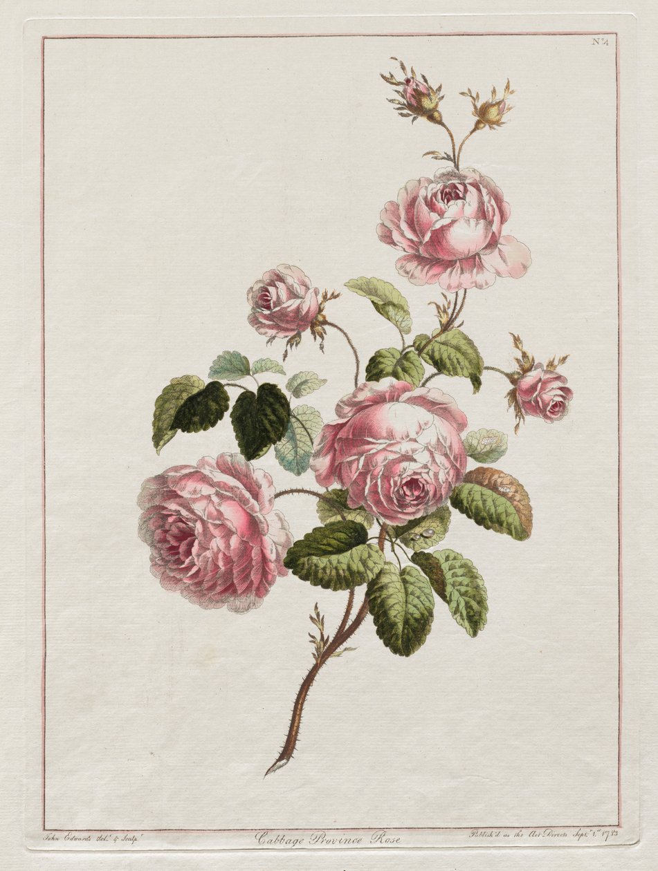 Sbírka květin nakreslených podle přírody – kapustová růže z provincie, 1801. od John Edwards