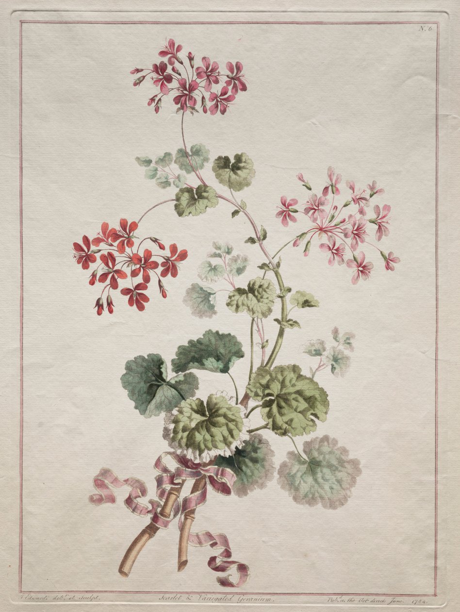 Sbírka květin čerpaných z přírody: č. 6 - Geranium šarlatová a pestrá, 1801. od John Edwards