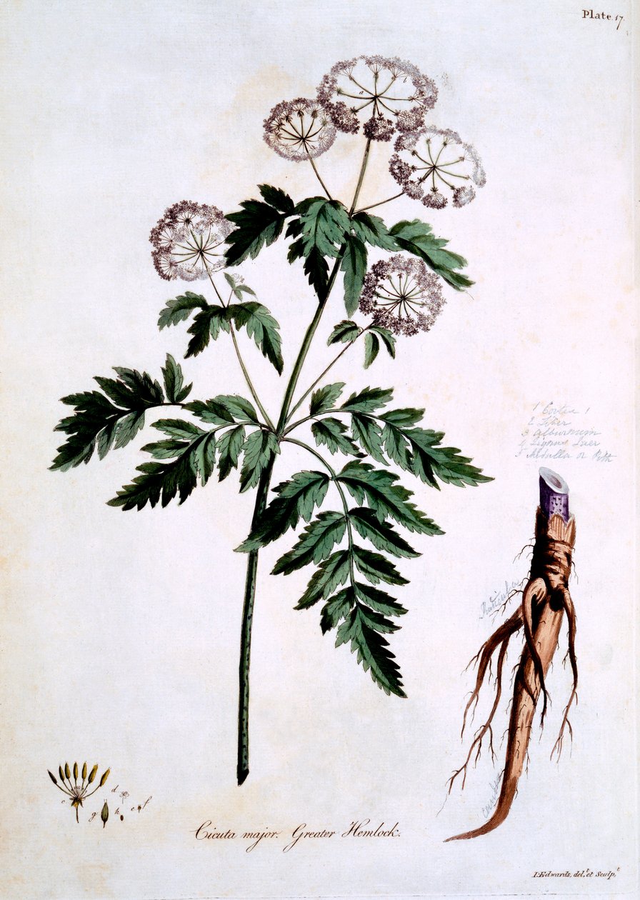 Greater Hemlock [Cicuta major], ilustrace z „The British Herbal“ od Johna Edwardse, vydáno v březnu 1770 od John Edwards