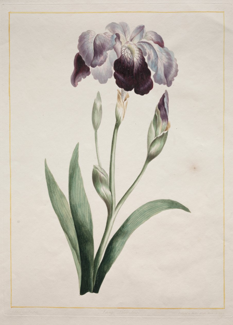 Japanese Iris (Large Blue Iris)   1296930   cs       czech Successfully Translated  Original: View of the apse with frescoes by Camillo Procaccini and wooden choir by Cristoforo e Giuseppe De Venetiis, Basilica of San Prospero, Reggio Emilia, Emilia Romagn od John Edwards