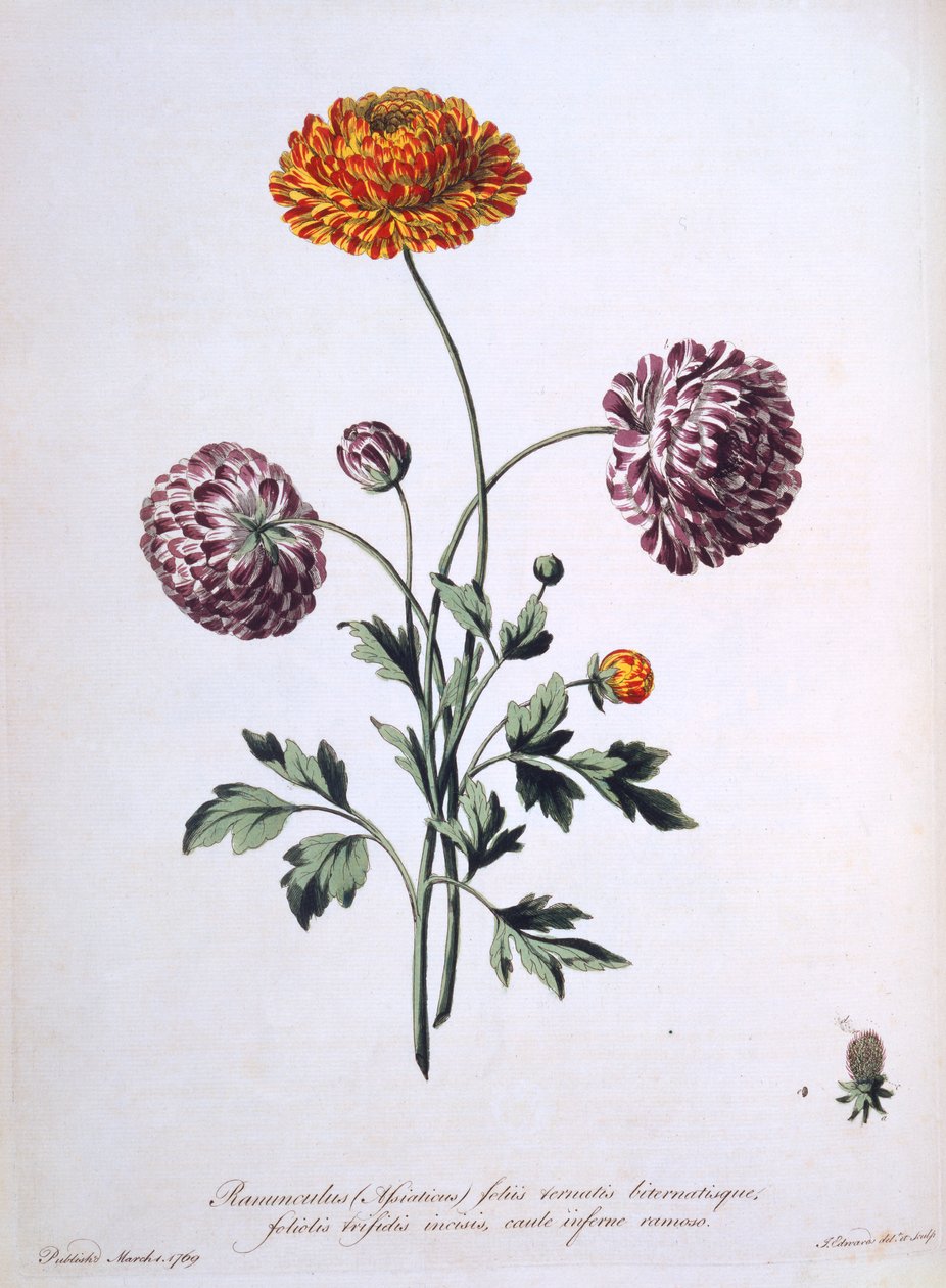 Pryskyřník, ilustrace z 