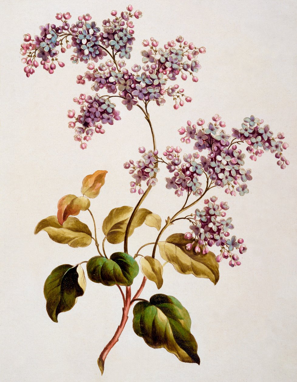 Scotch Lilac, publikoval 1793 od John Edwards