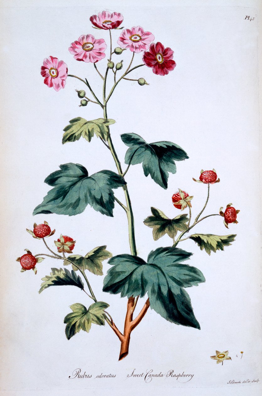 Sweet Canada Raspberry [Rubus odoratus], ilustrace z „The British Herbal“ od Johna Edwardse, vydáno v březnu 1770 od John Edwards