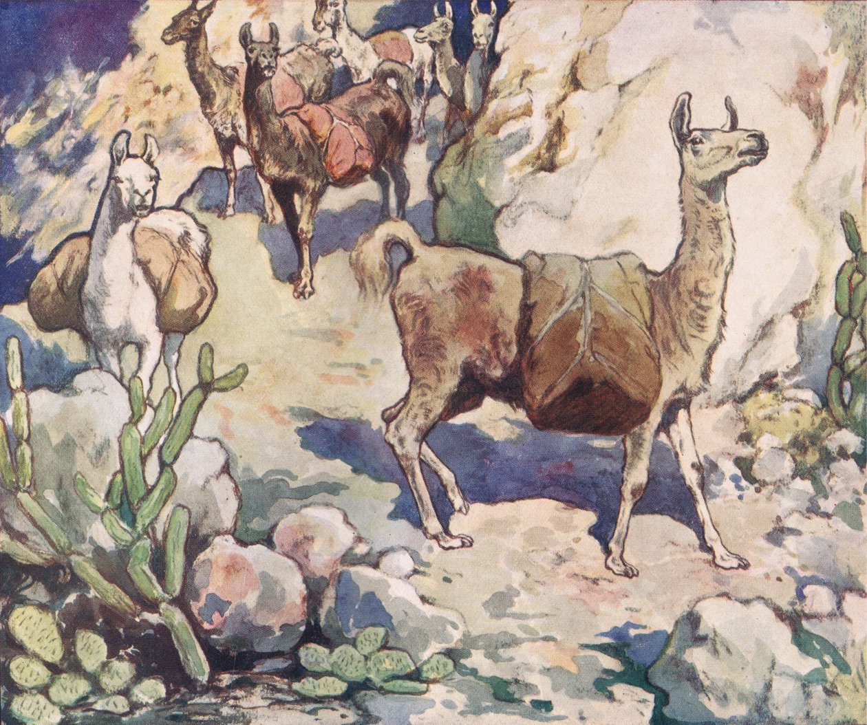 Alpaky na horské stezce, ilustrace z 