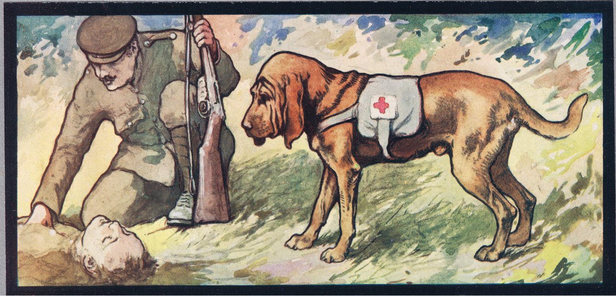 Ambuland bloodhound, ilustrace z 