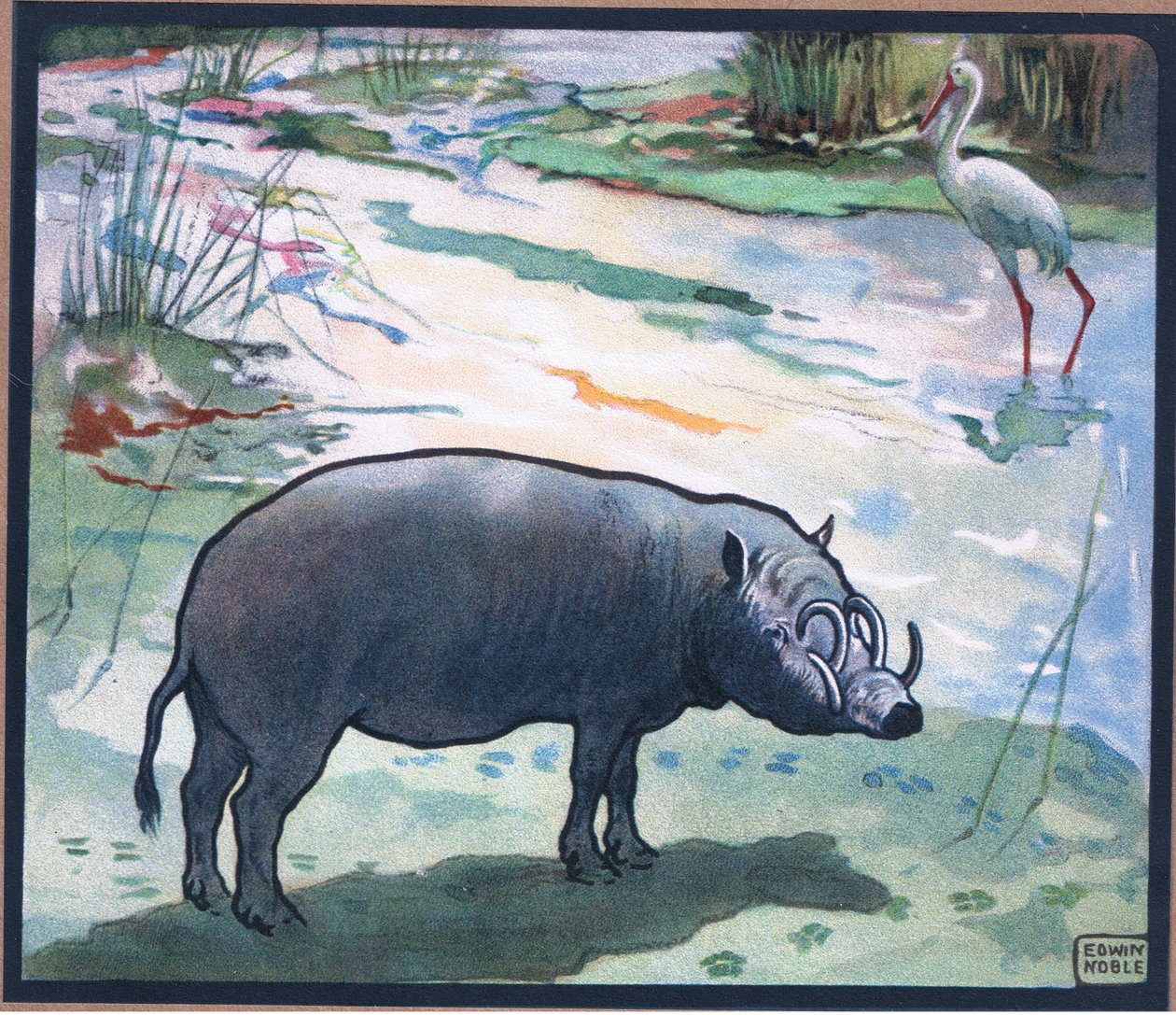 Bush prase (Red River Hog) od John Edwin Noble