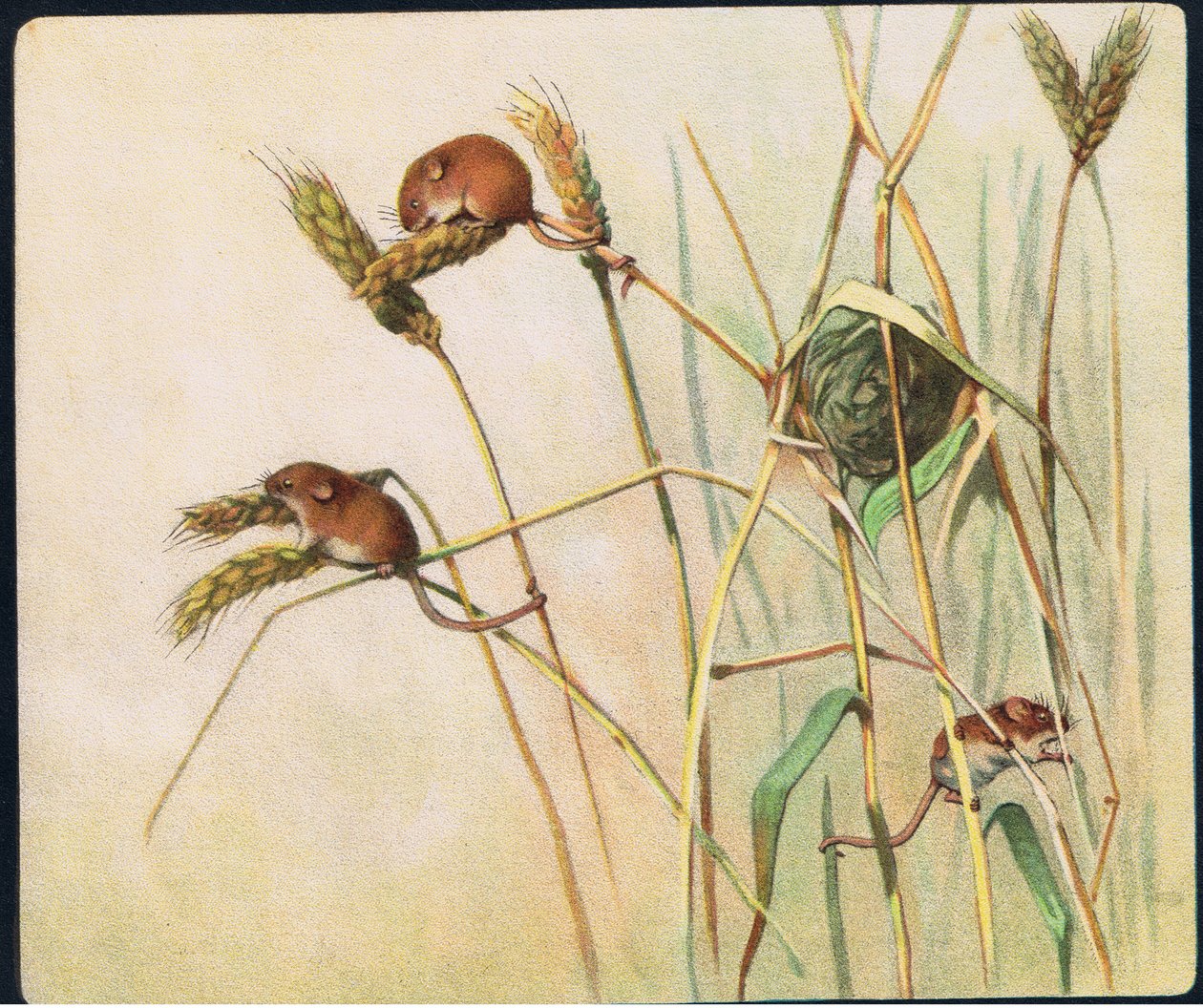 Harvest Mice, ilustrace z 
