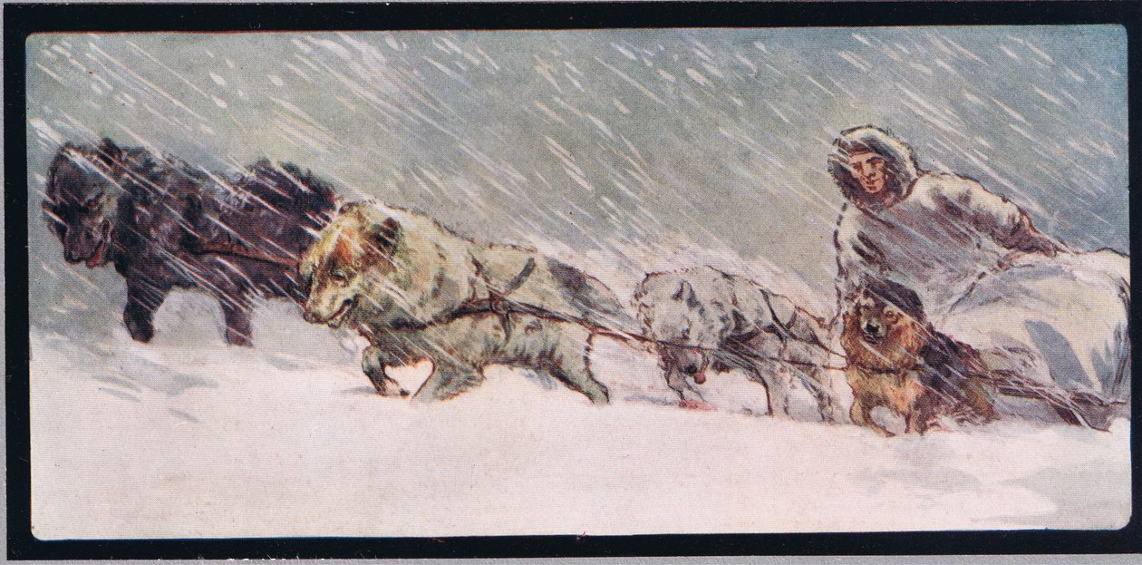 Huskies táhnoucí sáně, ilustrace z 