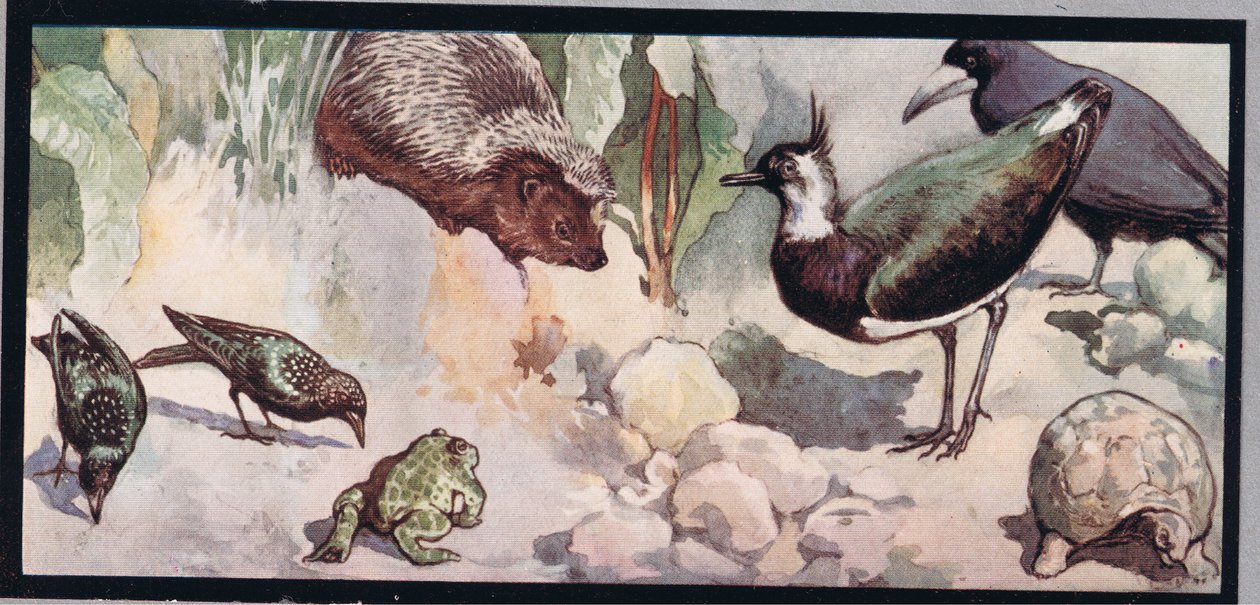 Wildlife, ilustrace z 
