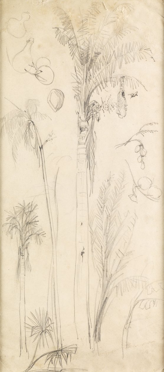 Palmy (tužka na papíře) od John Everett Millais
