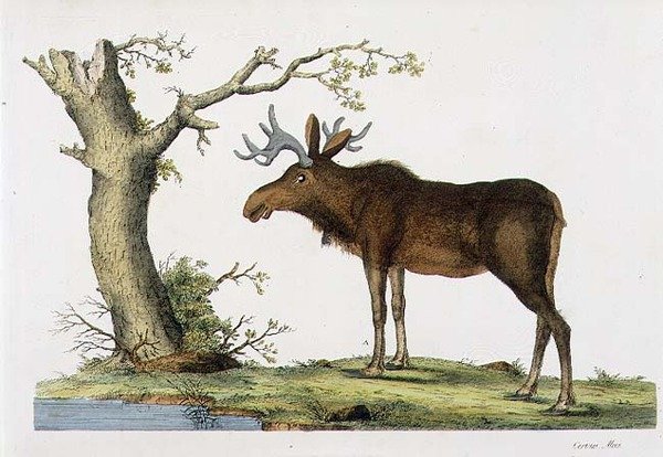 Cervus Alces (los) (litho) od John Frederick (after) Miller