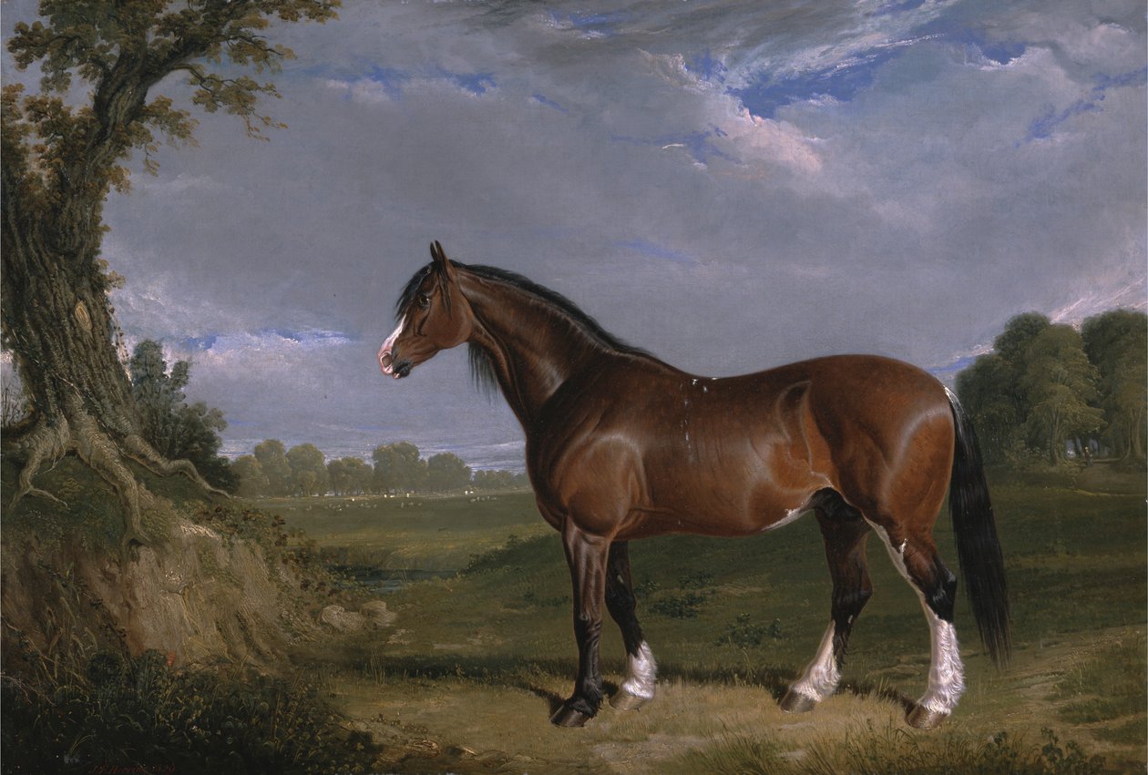 Clydesdaleský hřebec od John Frederick Herring