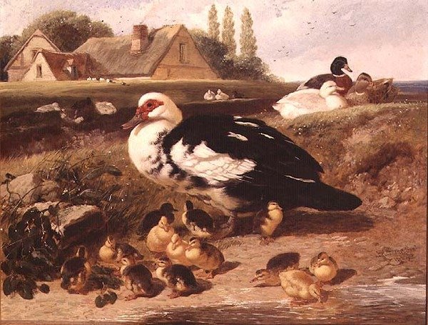 Kachny a kachňata od John Frederick Herring Jnr